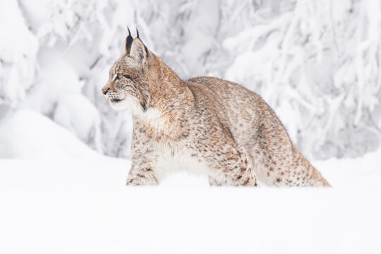 A young lynx walking gracefully on snow near the edge of a dense forest, its sharp eyes scanning the surroundings in the serene winter landscape.