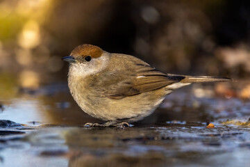 capinera sul ghiaccio nel bosco
