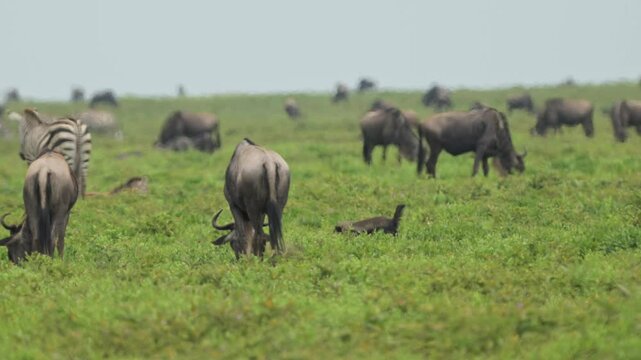 Honey Badger and Wildebeest in Africa in Serengeti National Park in Tanzania on African Wildlife Safari Animals Game Drive, Walking Through Grass in the Plains