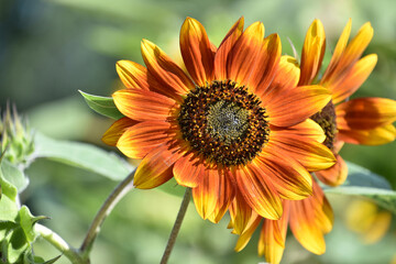 Up Close with a Brown and Yellow Sunflower