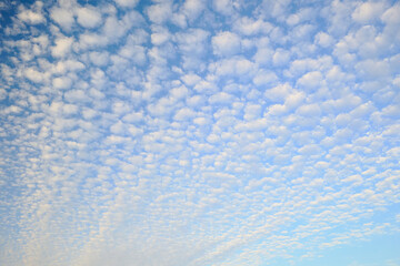 空に広がる美しい鱗雲