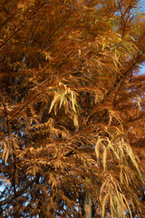 leaves of an unknown tree turning yellow in autumn