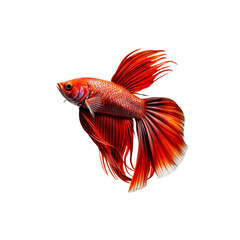 Fototapeta premium Fiery Red Betta: A vibrant red betta fish with flowing fins elegantly glides through the water, showcasing its radiant colors and graceful movements.