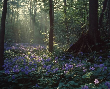 Sunlit forest floor covered in purple wildflowers, with a small lean-to shelter.