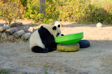 panda eating bamboo © Richard Zhang