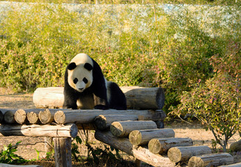 panda in the woods