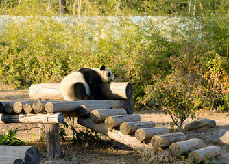 panda