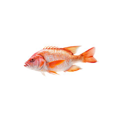 Red Fish: A vibrant, photorealistic depiction of a red fish, isolated and in full view, showcasing its scales, fins, and unique colors, offering a captivating look at aquatic life.