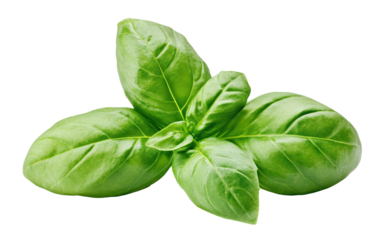 Fresh green basil leaves, isolated on transparent cutout background