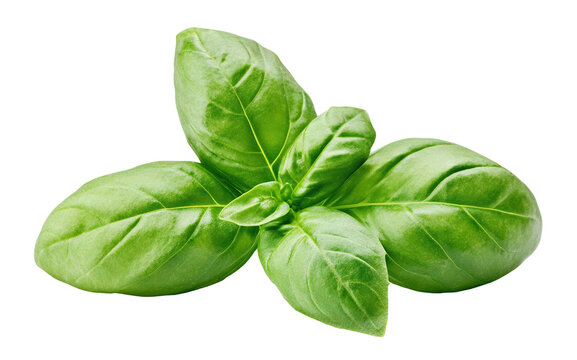 Fresh green basil leaves, isolated on transparent cutout background