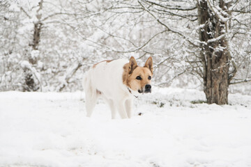 cute laika dog walking in snowy forest