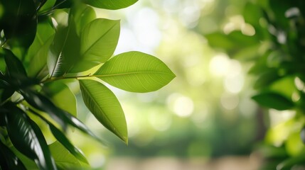 Lush green leaves framing a sunlit garden in the early morning