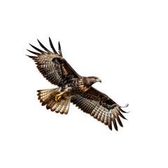 Obraz premium Majestic Flight of a Buzzard: A buzzard soars effortlessly through the air, wings spread wide against the clear sky, showcasing the bird's impressive wingspan. 