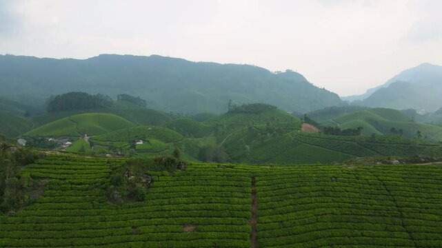 Aerial Drone Shot Capturing the Expansive Tea Gardens and Stunning Hills of Munnar