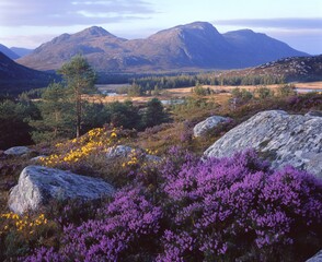 Scenic view of heather blooming in a mountainous region.