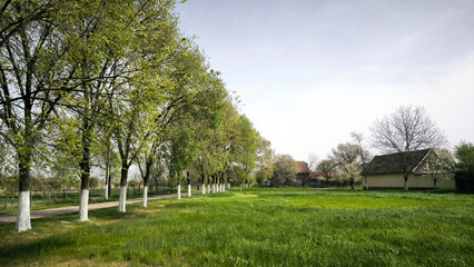 spring blossom in rural village Backi Petrovac, Vojvodina