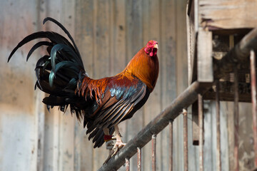 Gallo apoyado en una barandilla
