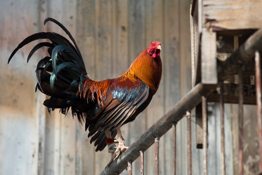 Gallo apoyado en una barandilla