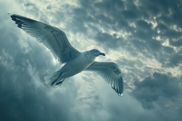 Majestic seagull soaring through a dramatic cloudy sky, embodying freedom and grace