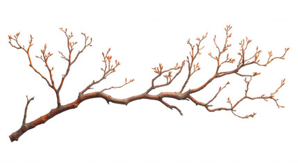 Obraz premium [bare tree branches with small flowers] Minimalist Tree Branch with Small Blooms Against Dark Background, Nature Photography