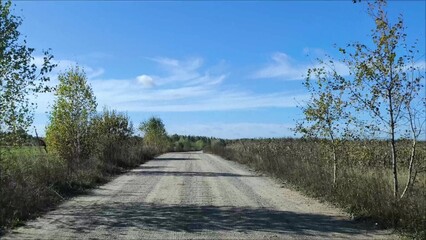 A summer road through fields, green grass on one side, overripe corn on the other side of the road. Blue sky, rural scene