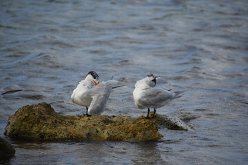Pair of Terns Perched on Rocks in the Ocean