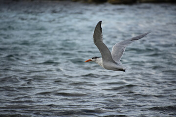 Soaring Tern Gliding in Flight Over the Water