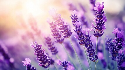Obraz premium Sunlit lavender flowers in a field.