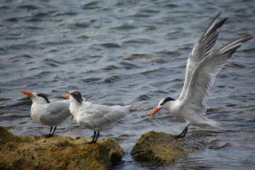 Wings on a Tern Stretched Up in Landing