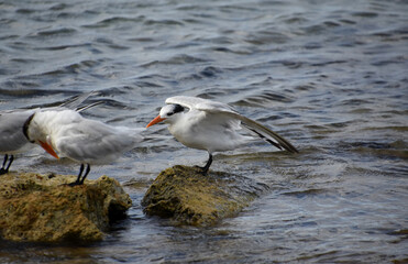 Pair of Tropical Terns on Lava Rock in the Water