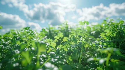 Green leaves of parsley on a background of blue sky with clouds