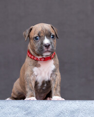 cute american staffordshire terrier puppy 
