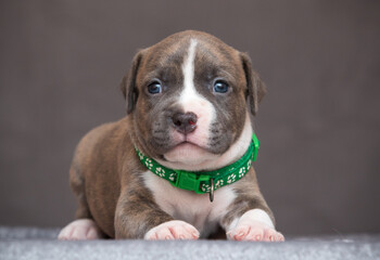 cute american staffordshire terrier puppy 