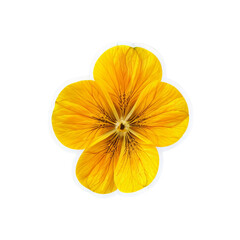 Golden Flower Blossom: A single, vibrant yellow flower blossoms in full bloom, showcasing its delicate petals and intricate detail.