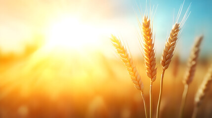 Golden wheat field basking under the warm autumn sun, symbolizing bountiful harvest and agricultural abundance