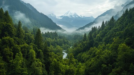 Fototapeta premium Lush Valley Surrounded by Evergreen Trees with Majestic Mountains in Background and Mist