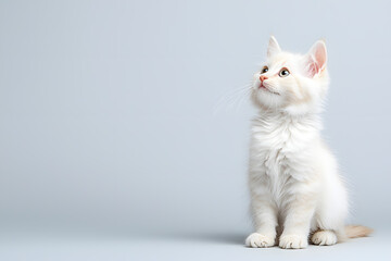 Obraz premium Cute fluffy white kitten isolated on background
