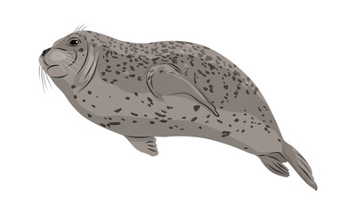 A common seal swims. Seal Phoca vitulina. Wild animals of the northern hemisphere. Realistic pinniped animal