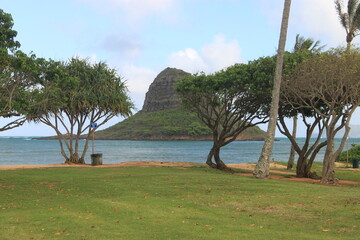 Fototapeta premium trees on the coast