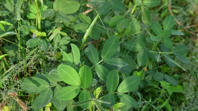 Peanut plant in field. Its other names Arachis hypogaea, groundnut, goober pea, pindar pea and &nbsp;monkey nut. This is a&nbsp;legume&nbsp;crop grown mainly for its edible&nbsp;seeds.