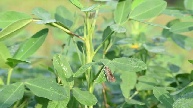 Peanut plant in field. Its other names Arachis hypogaea, groundnut, goober pea, pindar pea and &nbsp;monkey nut. This is a&nbsp;legume&nbsp;crop grown mainly for its edible&nbsp;seeds.