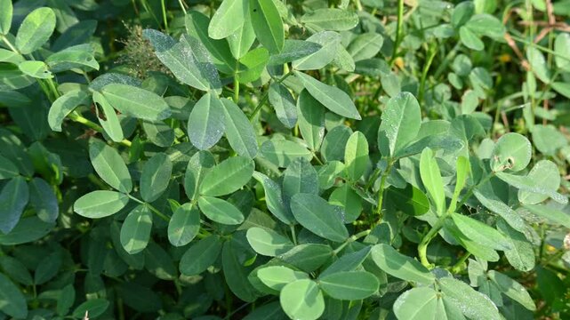 Peanut plant in field. Its other names Arachis hypogaea, groundnut, goober pea, pindar pea and &nbsp;monkey nut. This is a&nbsp;legume&nbsp;crop grown mainly for its edible&nbsp;seeds.