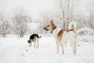 cute dogs walking in snowy forest