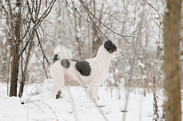 cute mixed breed dog walking in snowy forest