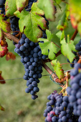 red wine grapes