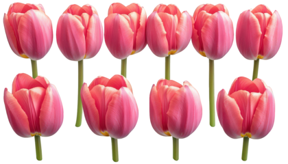 Twelve Vibrant Pink Tulips Spring Flowers Close Up View Floral Background