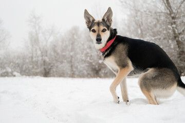 cute mixed breed dog walking in snowy forest
