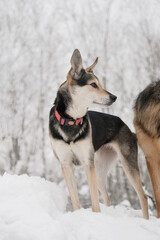 cute mixed breed dog walking in snowy forest