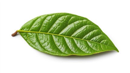 Obraz premium green cocoa leaf isolated on white