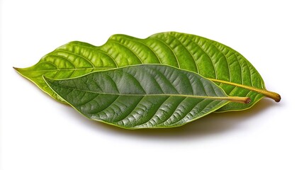 Obraz premium green cocoa leaf isolated on white